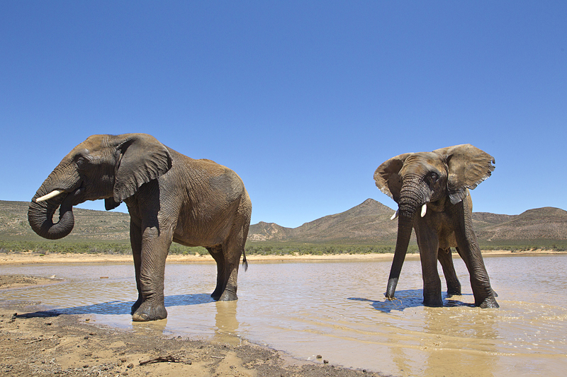 Cape town safari tours